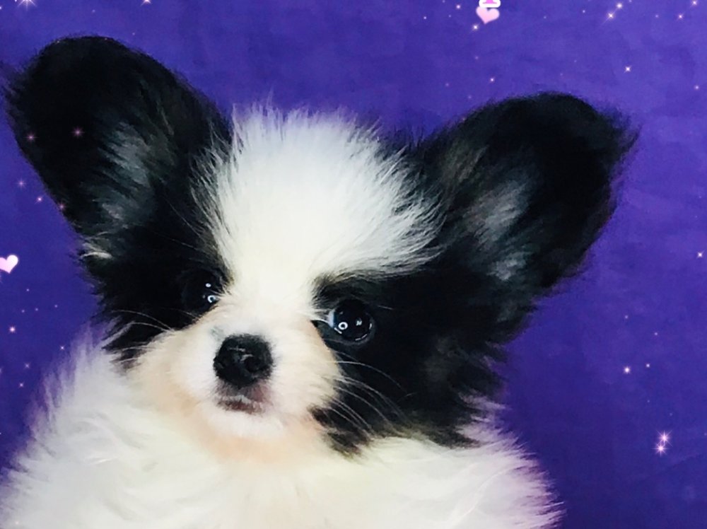 パピヨン子犬